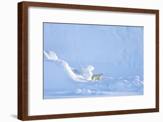 Polar Bear-Louise Murray-Framed Photographic Print