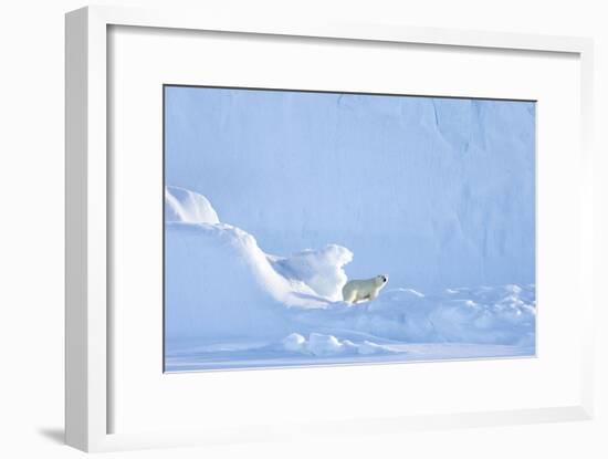 Polar Bear-Louise Murray-Framed Photographic Print