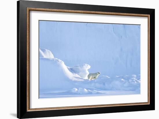 Polar Bear-Louise Murray-Framed Photographic Print