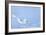 Polar Bear-Louise Murray-Framed Photographic Print