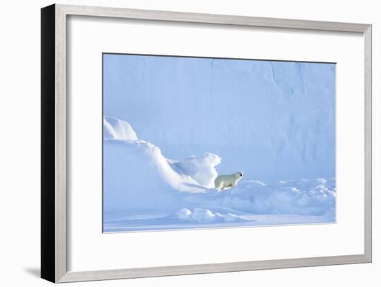 Polar Bear-Louise Murray-Framed Photographic Print