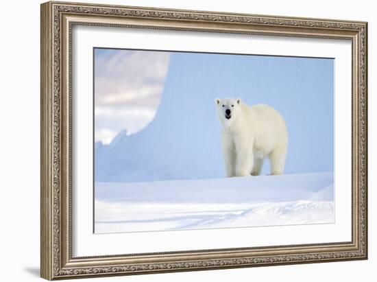 Polar Bear-Louise Murray-Framed Photographic Print
