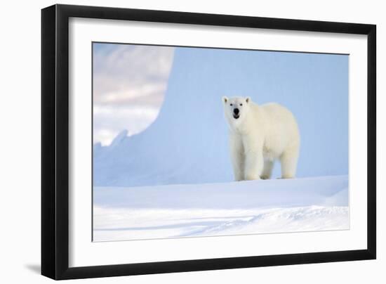 Polar Bear-Louise Murray-Framed Photographic Print