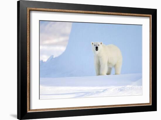 Polar Bear-Louise Murray-Framed Photographic Print