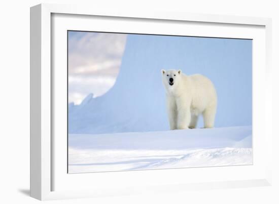 Polar Bear-Louise Murray-Framed Photographic Print