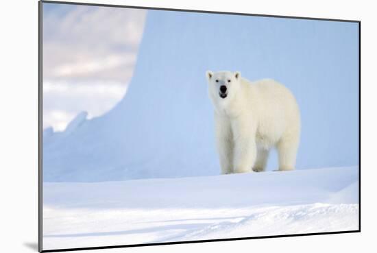 Polar Bear-Louise Murray-Mounted Photographic Print