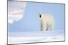 Polar Bear-Louise Murray-Mounted Photographic Print