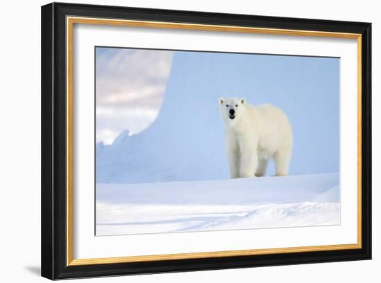 Polar Bear-Louise Murray-Framed Photographic Print