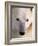 Polar bear-Kevin Schafer-Framed Photographic Print