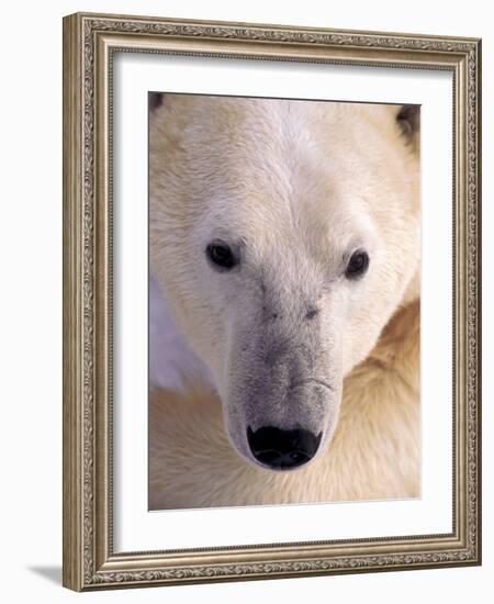 Polar bear-Kevin Schafer-Framed Photographic Print