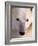 Polar bear-Kevin Schafer-Framed Photographic Print