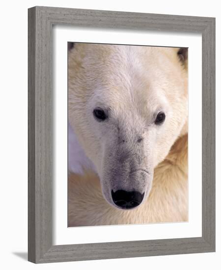 Polar bear-Kevin Schafer-Framed Photographic Print