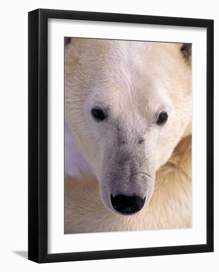 Polar bear-Kevin Schafer-Framed Photographic Print