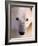 Polar bear-Kevin Schafer-Framed Photographic Print