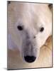 Polar bear-Kevin Schafer-Mounted Photographic Print