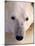 Polar bear-Kevin Schafer-Mounted Photographic Print