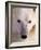 Polar bear-Kevin Schafer-Framed Photographic Print