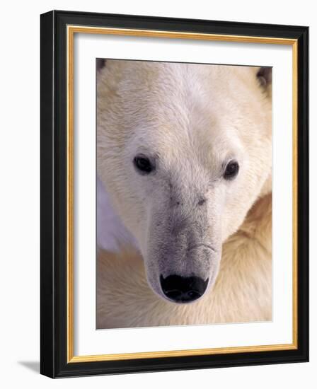 Polar bear-Kevin Schafer-Framed Photographic Print