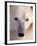 Polar bear-Kevin Schafer-Framed Photographic Print