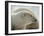Polar Bear-George Lepp-Framed Photographic Print