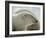 Polar Bear-George Lepp-Framed Photographic Print