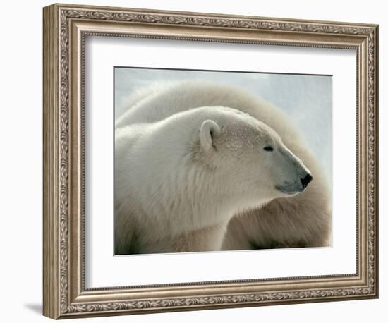 Polar Bear-George Lepp-Framed Photographic Print