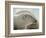 Polar Bear-George Lepp-Framed Photographic Print