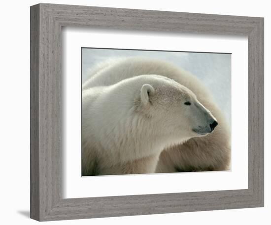 Polar Bear-George Lepp-Framed Photographic Print