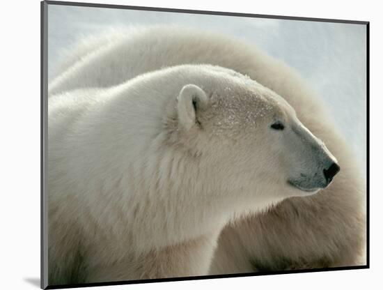 Polar Bear-George Lepp-Mounted Photographic Print