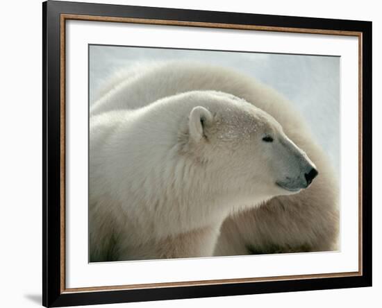 Polar Bear-George Lepp-Framed Photographic Print