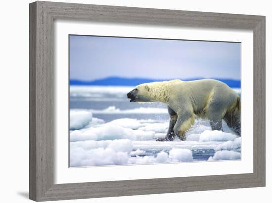 Polar Bear-null-Framed Photographic Print