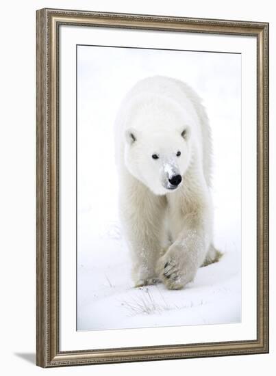 Polar Bear-null-Framed Photographic Print