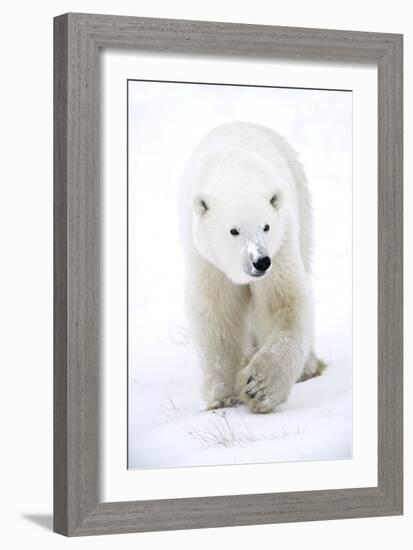 Polar Bear-null-Framed Photographic Print