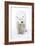 Polar Bear-null-Framed Photographic Print