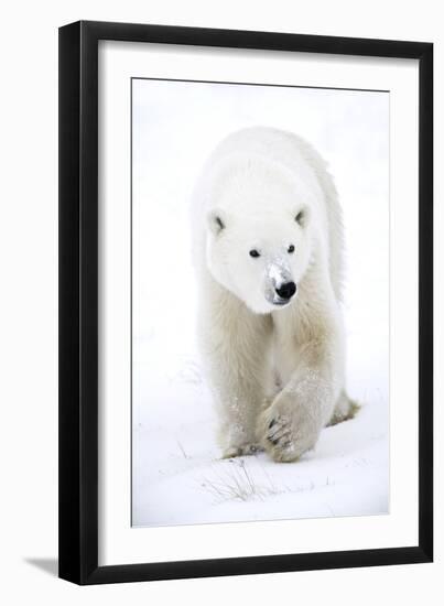 Polar Bear-null-Framed Photographic Print