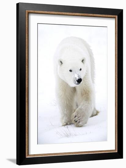 Polar Bear-null-Framed Photographic Print