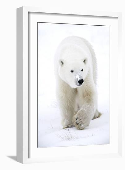 Polar Bear-null-Framed Photographic Print