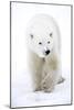 Polar Bear-null-Mounted Photographic Print