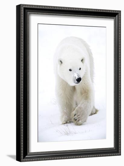 Polar Bear-null-Framed Photographic Print