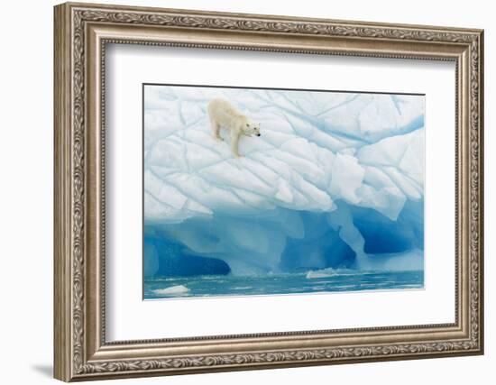 Polar Bear-Joan Gil Raga-Framed Photographic Print