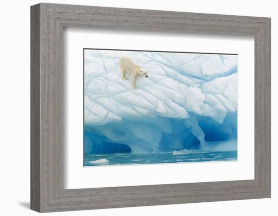 Polar Bear-Joan Gil Raga-Framed Photographic Print