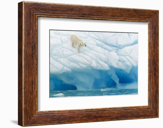 Polar Bear-Joan Gil Raga-Framed Photographic Print