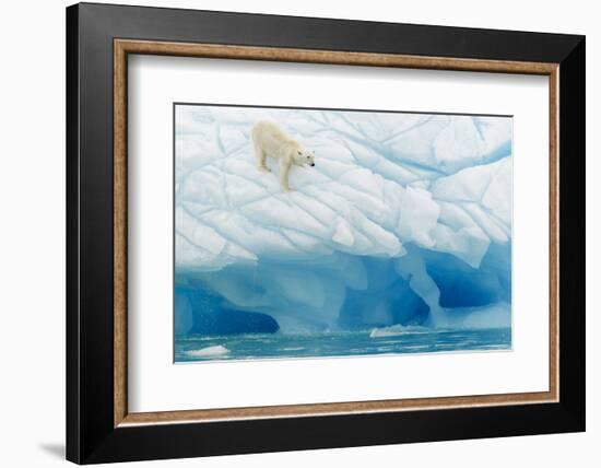 Polar Bear-Joan Gil Raga-Framed Photographic Print