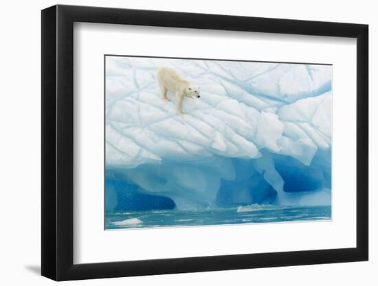 Polar Bear-Joan Gil Raga-Framed Photographic Print