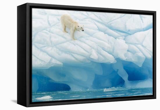 Polar Bear-Joan Gil Raga-Framed Premier Image Canvas