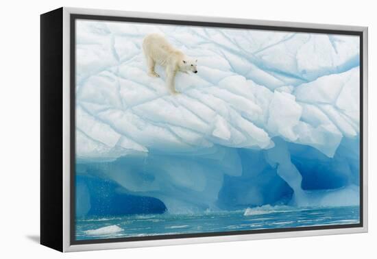 Polar Bear-Joan Gil Raga-Framed Premier Image Canvas