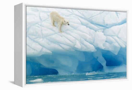 Polar Bear-Joan Gil Raga-Framed Premier Image Canvas