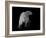 Polar Bear-Geraldine Aikman-Framed Giclee Print