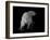 Polar Bear-Geraldine Aikman-Framed Giclee Print