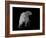 Polar Bear-Geraldine Aikman-Framed Giclee Print